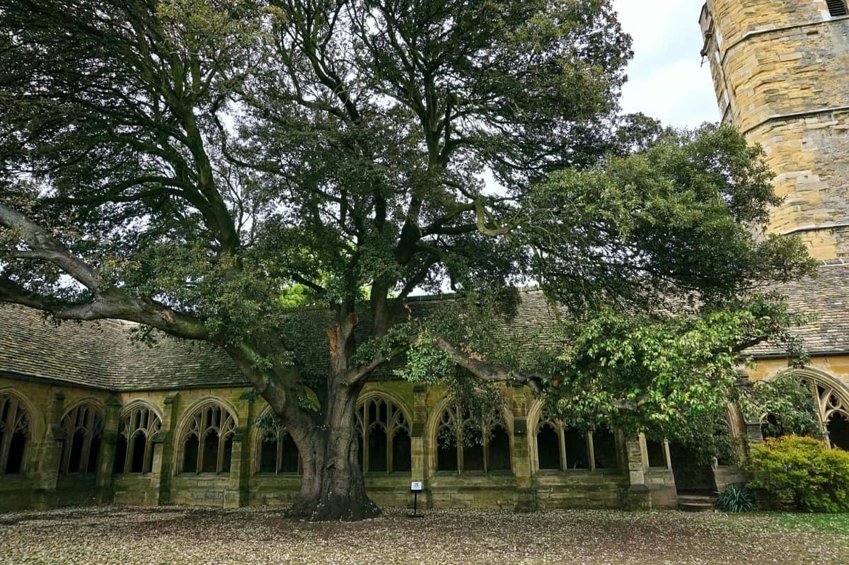 Oxford Harry Potter Film Locations Walking Tour Cloisters